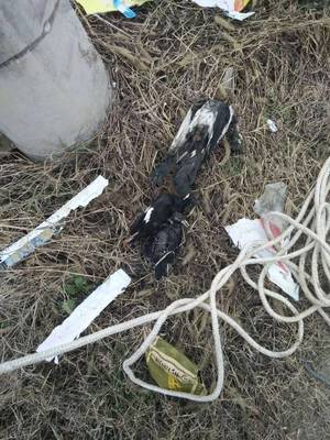 攀枝花小松鼠变身“线路杀手” 可爱背后的光缆危机